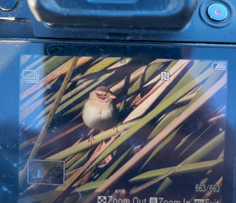 Clay-colored Sparrow - ML646941262