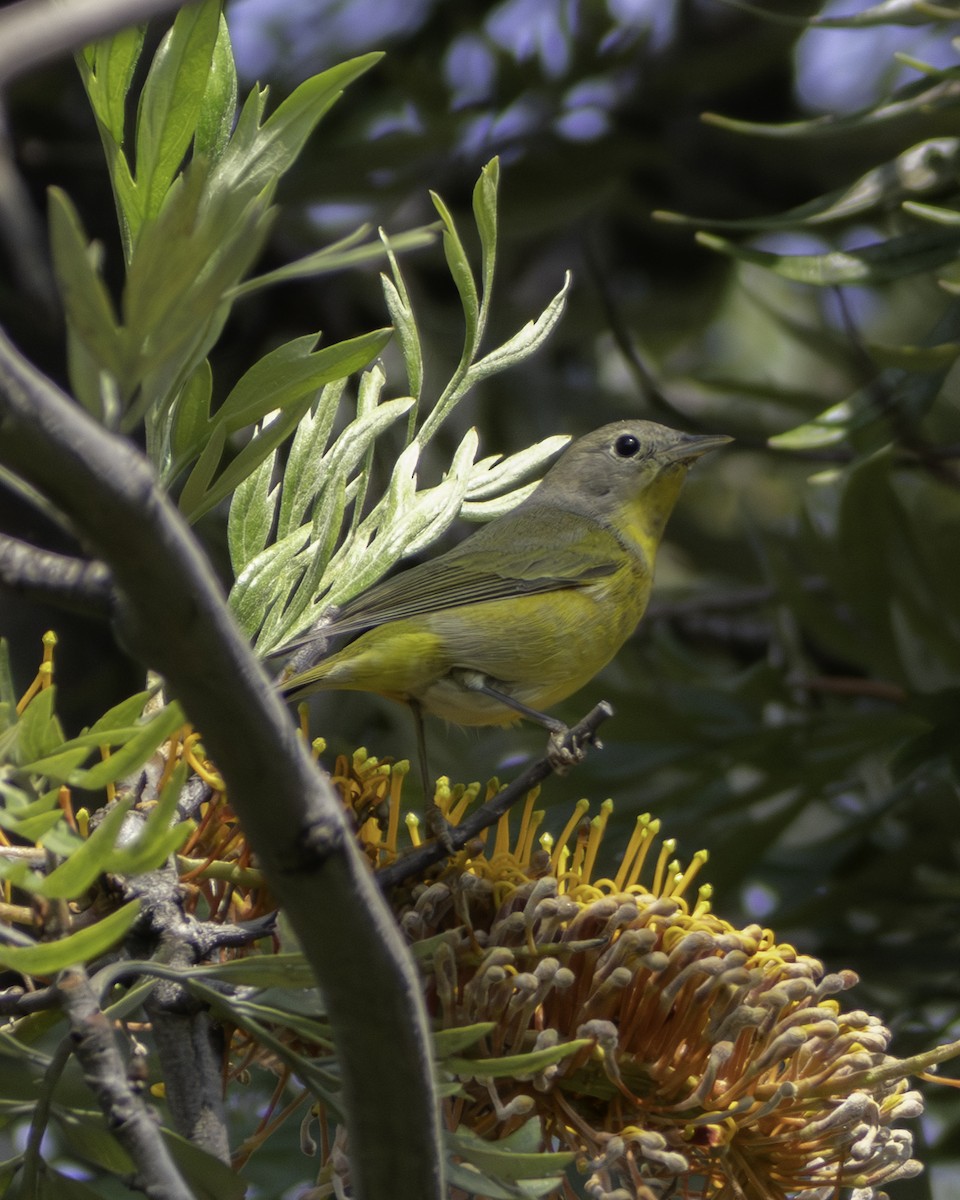 Nashville Warbler - ML646941263