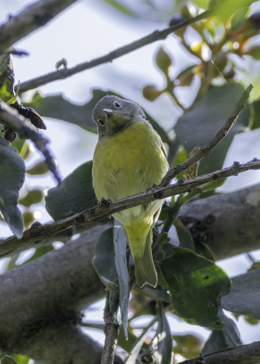 Nashville Warbler - ML646941264