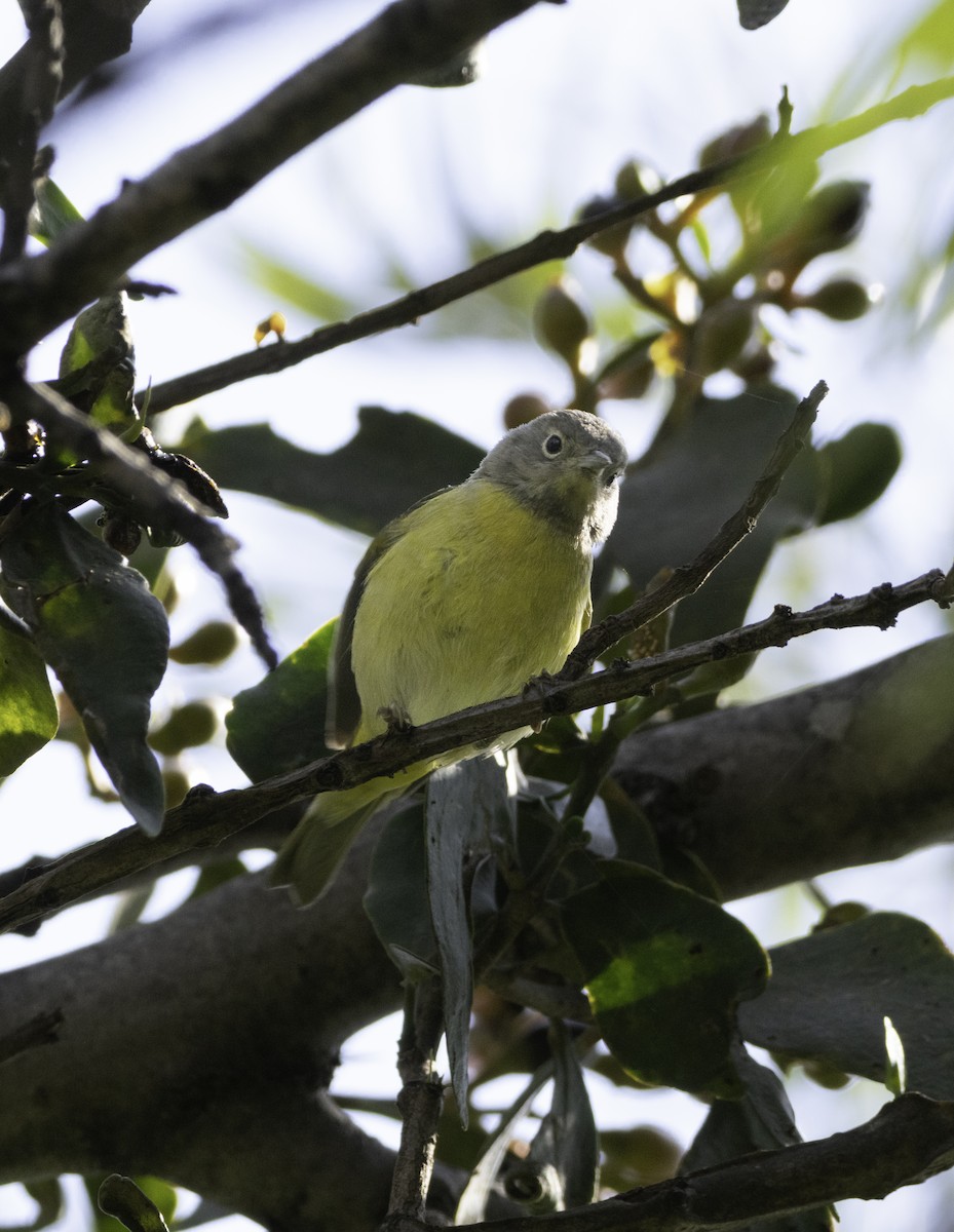 Nashville Warbler - ML646941266