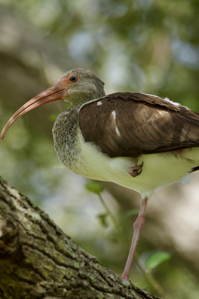 White Ibis - ML646941268