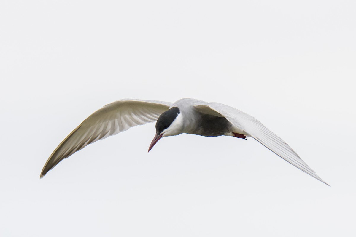 rybák bahenní - ML646941272