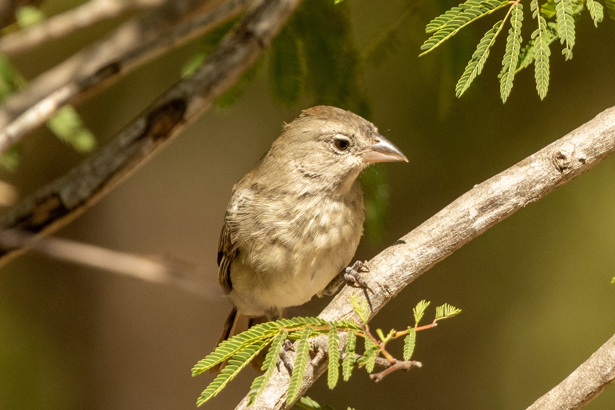Pileated Finch - ML646941273