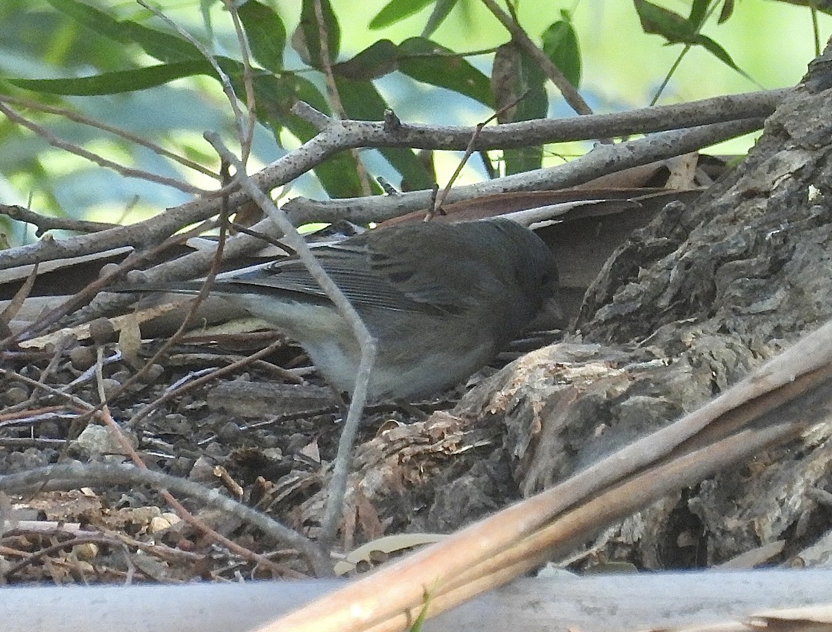 Junco Ojioscuro (Pizarroso/Cismontano) - ML646941278