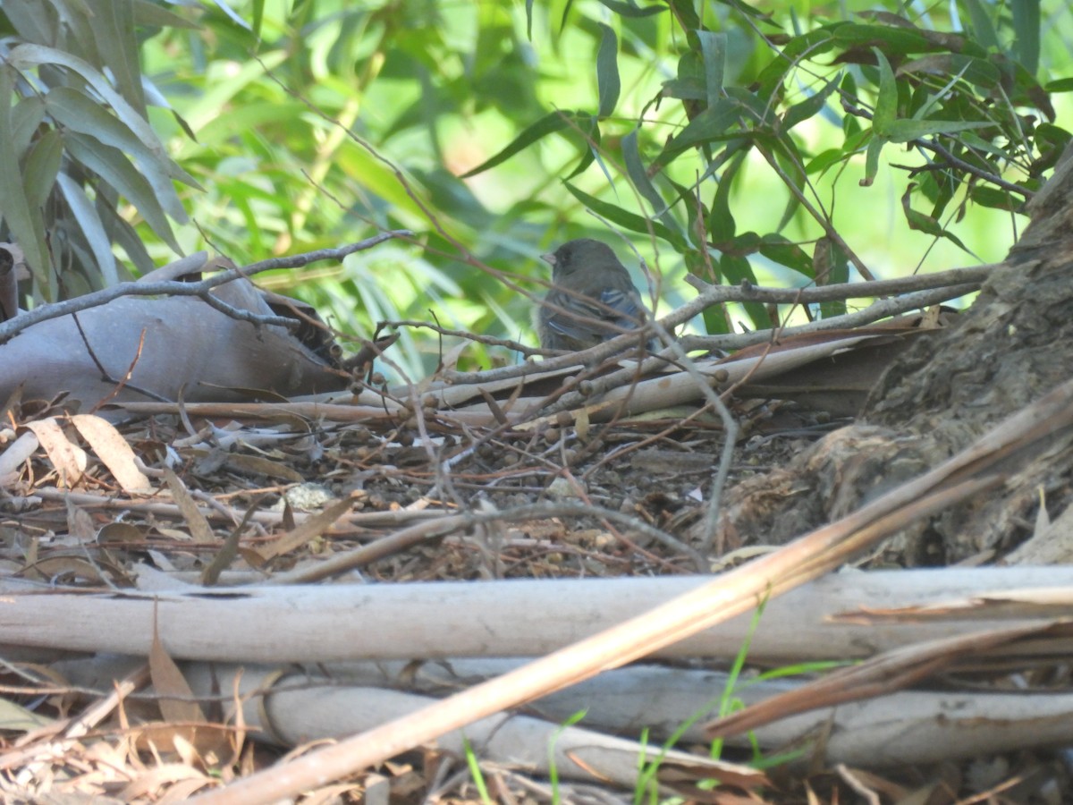 Junco Ojioscuro (Pizarroso/Cismontano) - ML646941279
