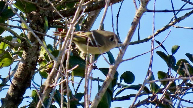 מלכילון אמריקני - ML646941280