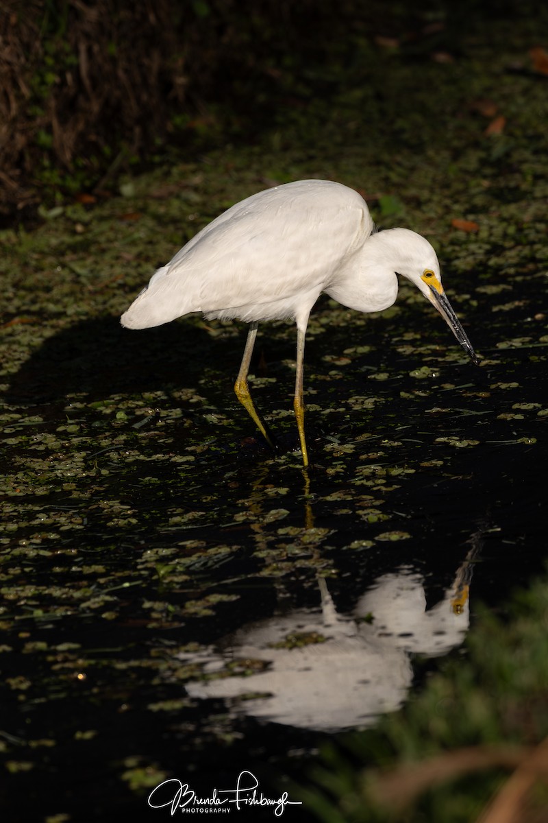 Снежная цапля - ML646941281