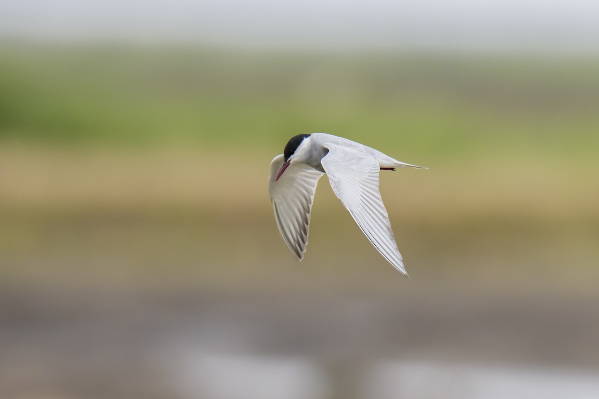 rybák bahenní - ML646941284