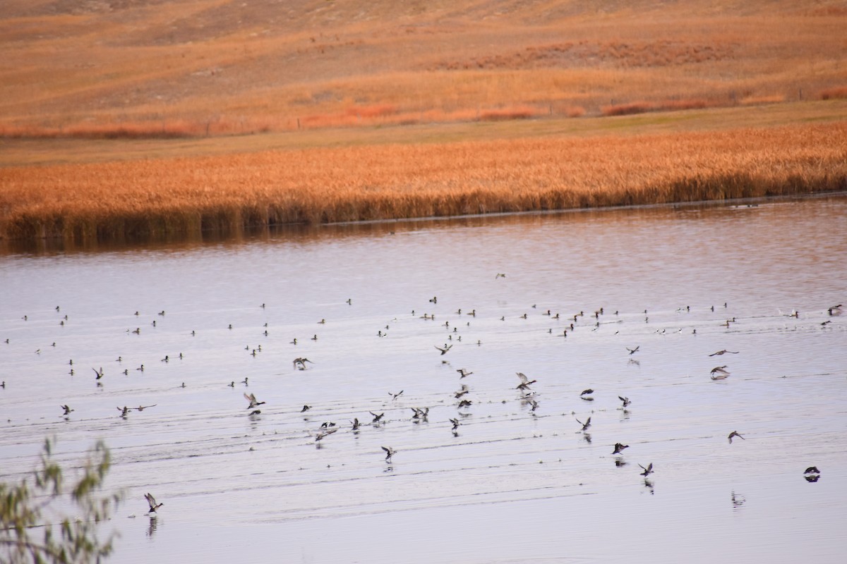 Гоголь-головастик - ML646941287