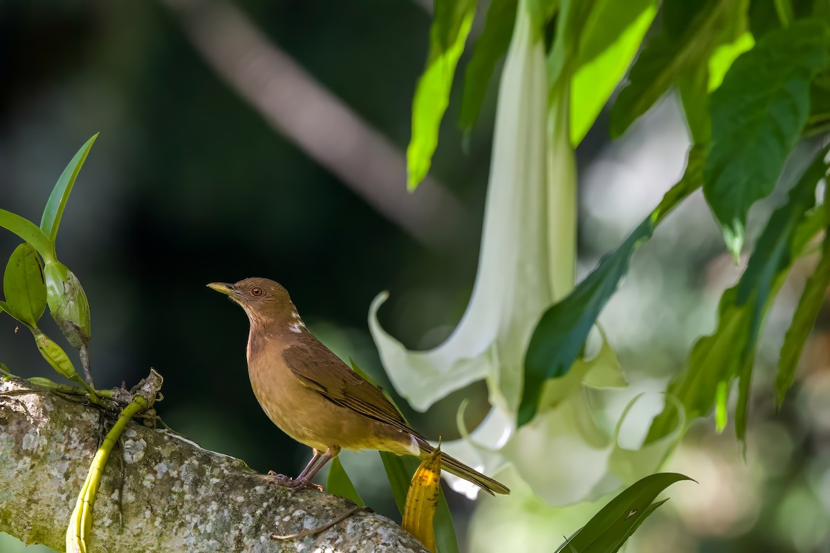 Kil Rengi Ardıç - ML646941289