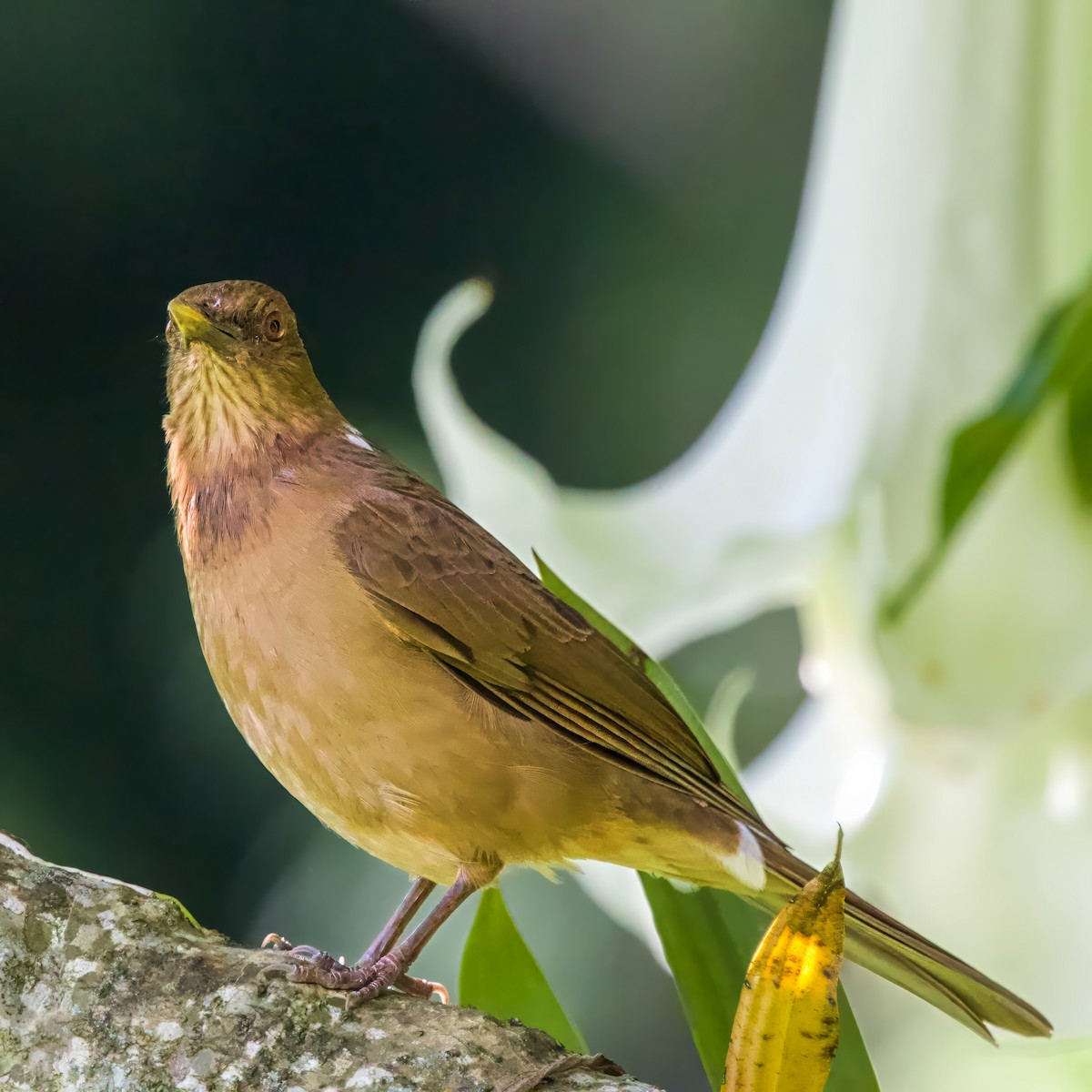 Kil Rengi Ardıç - ML646941290