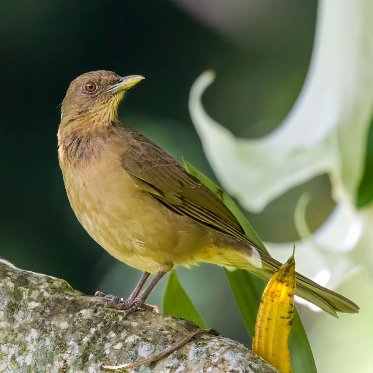 Kil Rengi Ardıç - ML646941291