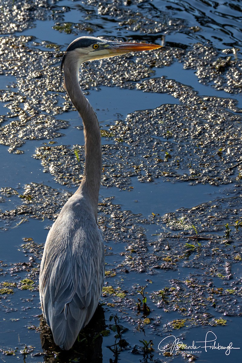 Большая голубая цапля - ML646941294