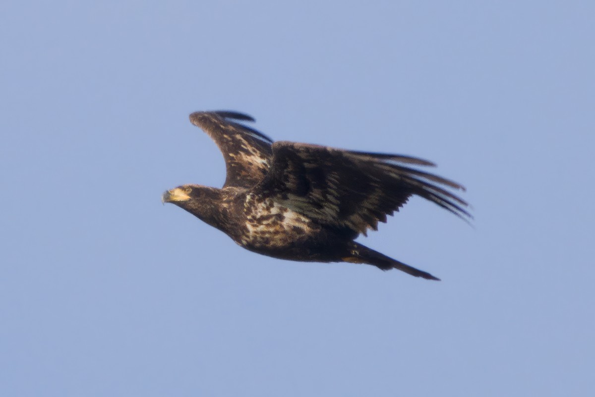 Bald Eagle - ML646941295