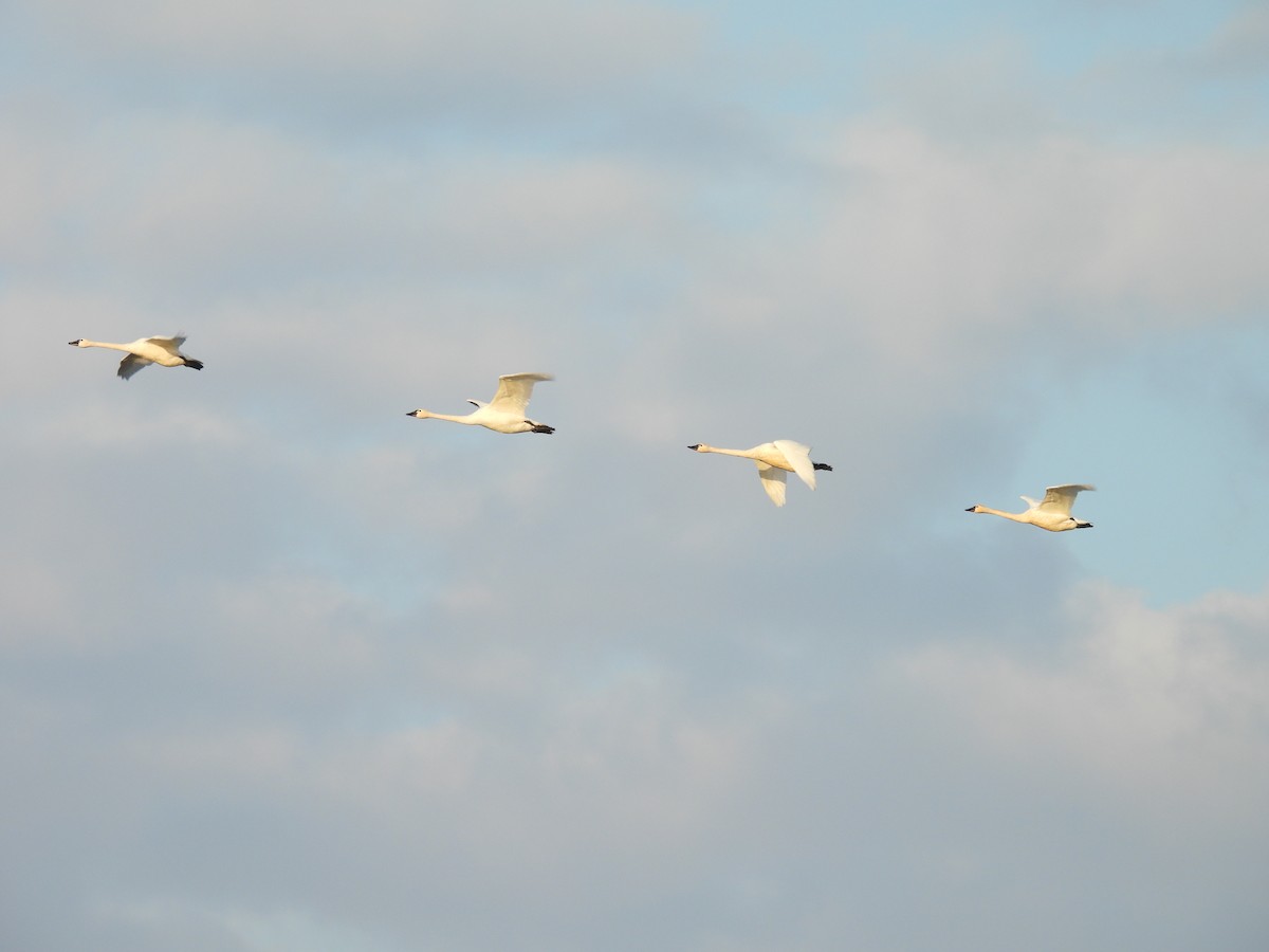 Лебідь чорнодзьобий - ML646941303