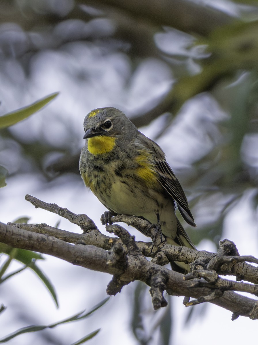 Yellow-rumped Warbler - ML646941307