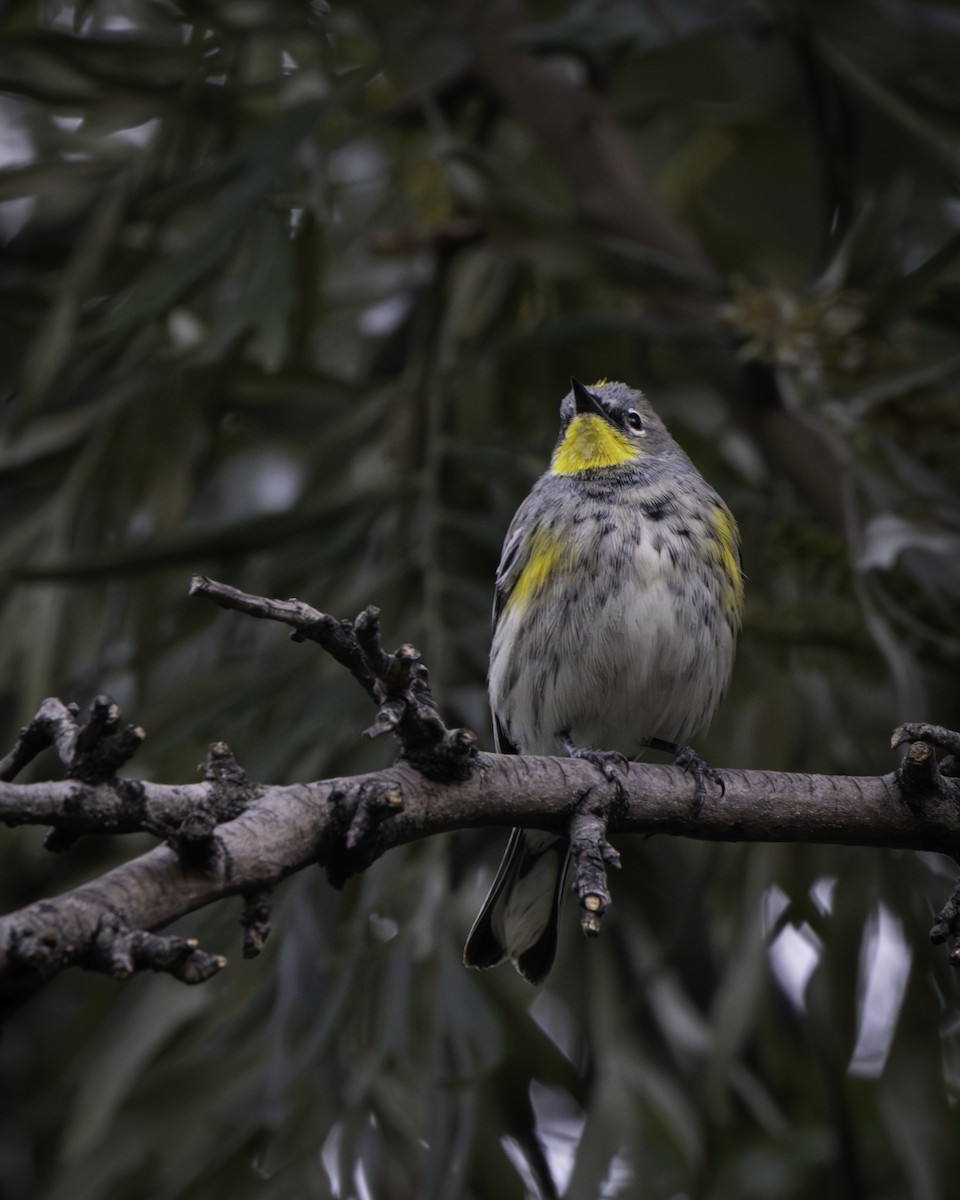 Yellow-rumped Warbler - ML646941308