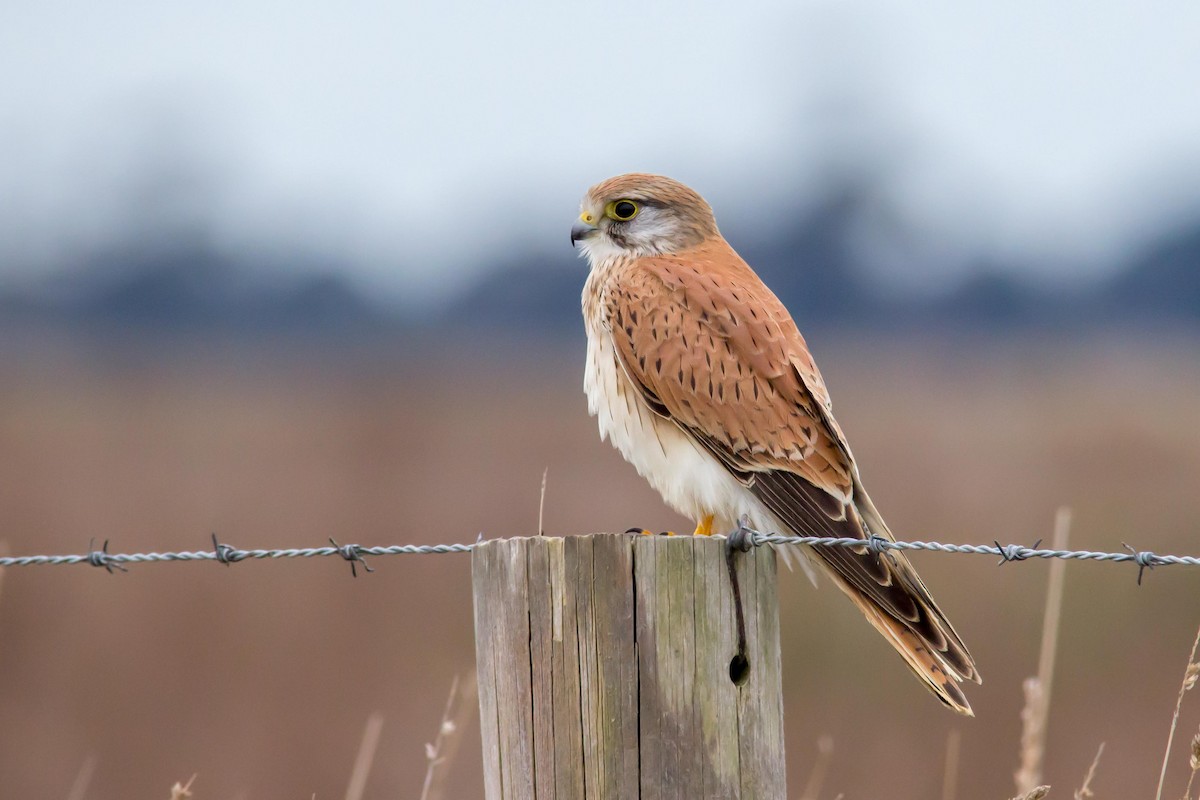 Nankeen Kestrel - Andrew Allen