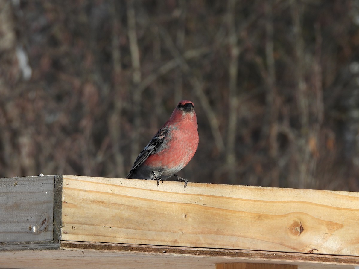 ギンザンマシコ - ML646941313