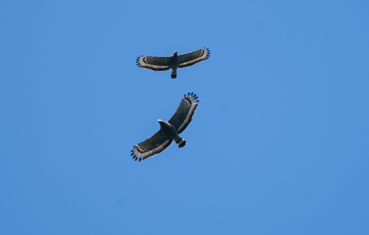 Culebrera Chiíla - ML646941319