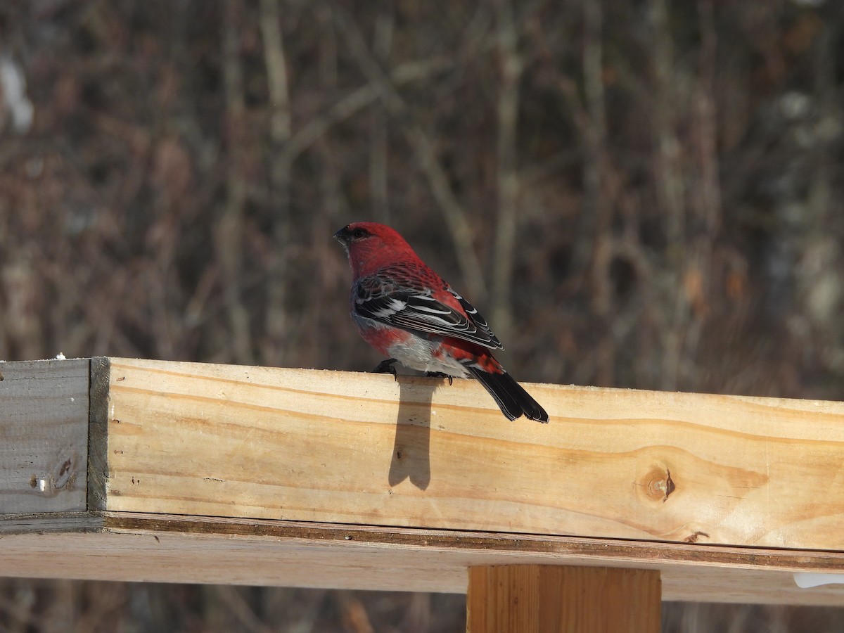 ギンザンマシコ - ML646941320