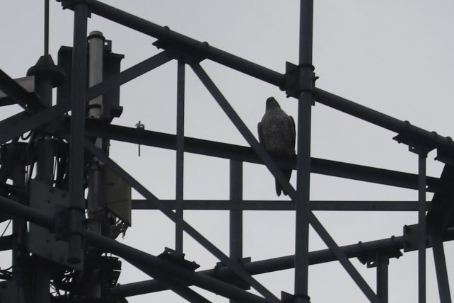 Gerfalke - ML646941321