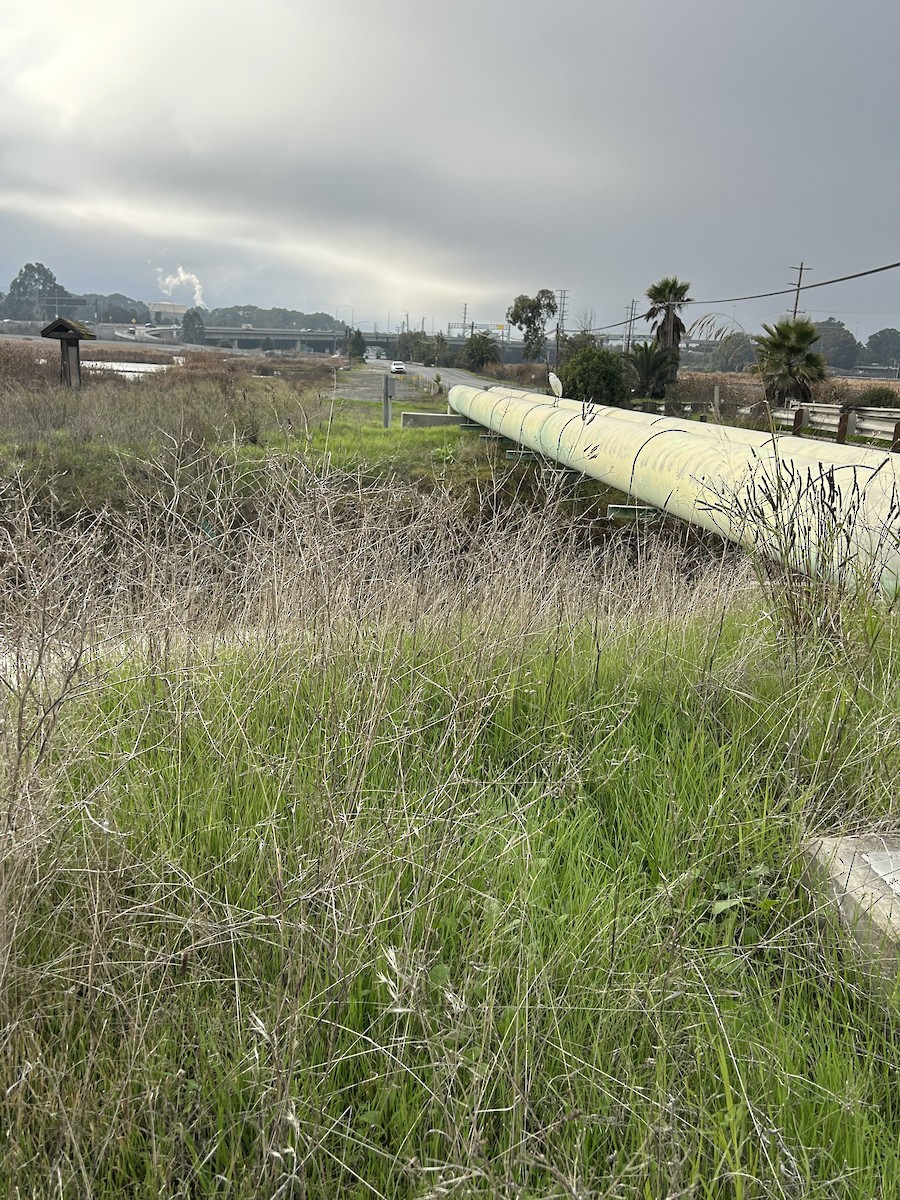 Snowy Egret - ML646941323