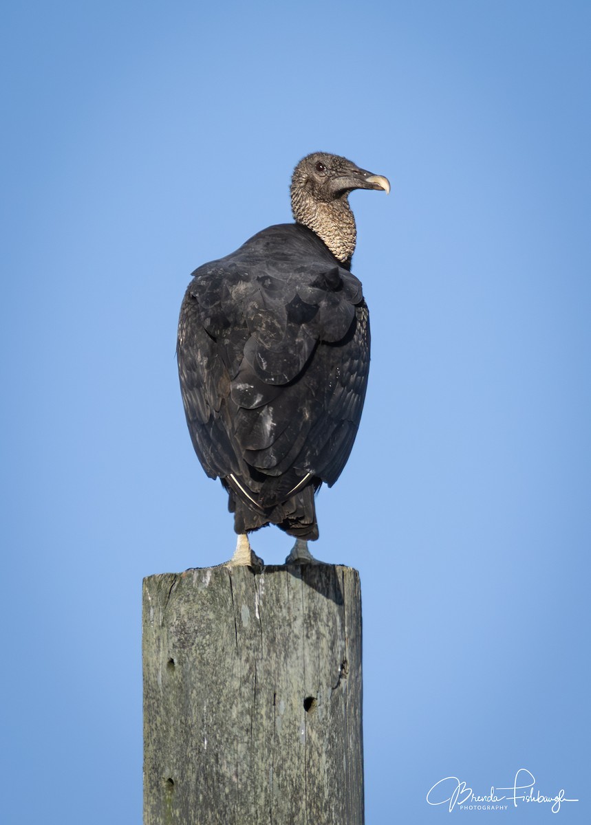 kondor havranovitý - ML646941325