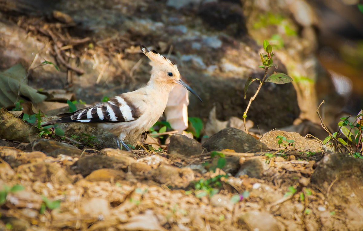 Common Hoopoe - ML646941332