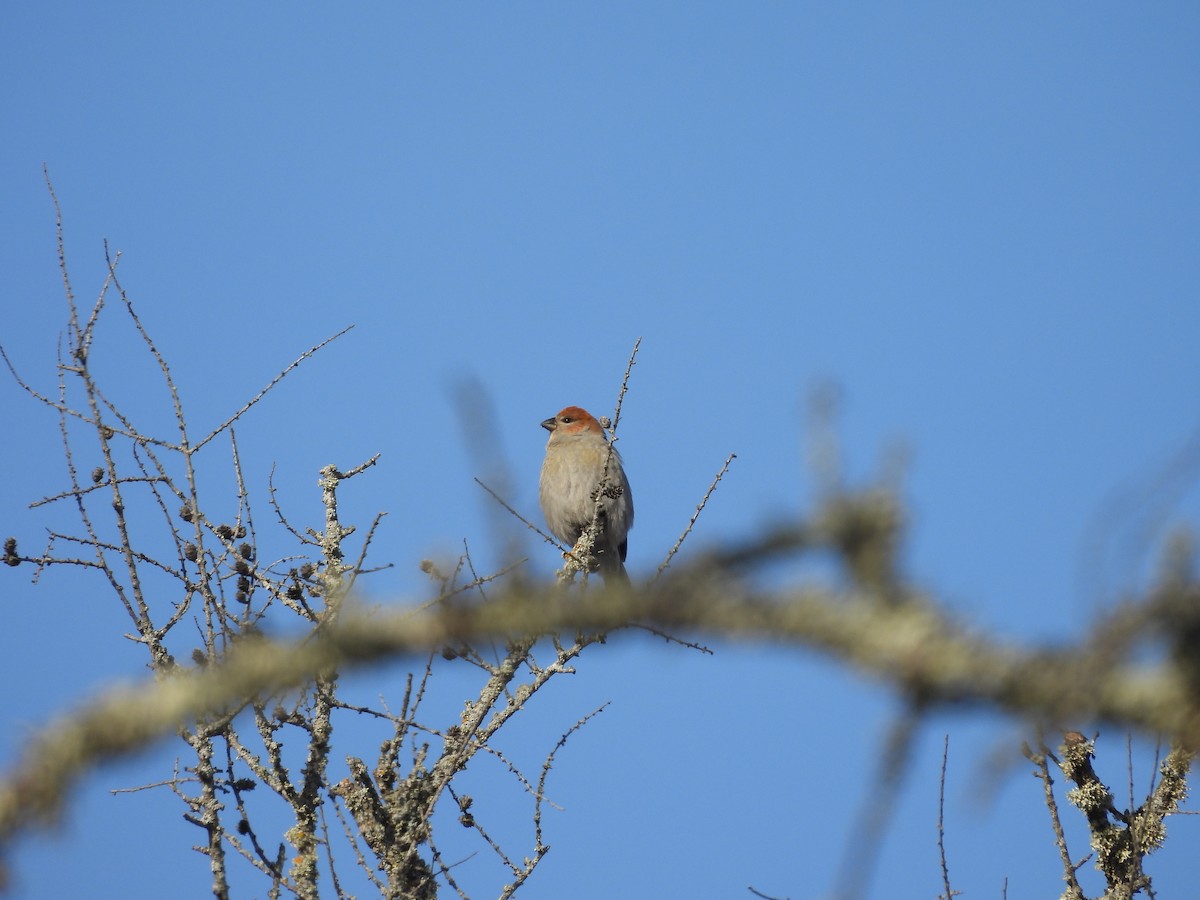 ギンザンマシコ - ML646941335