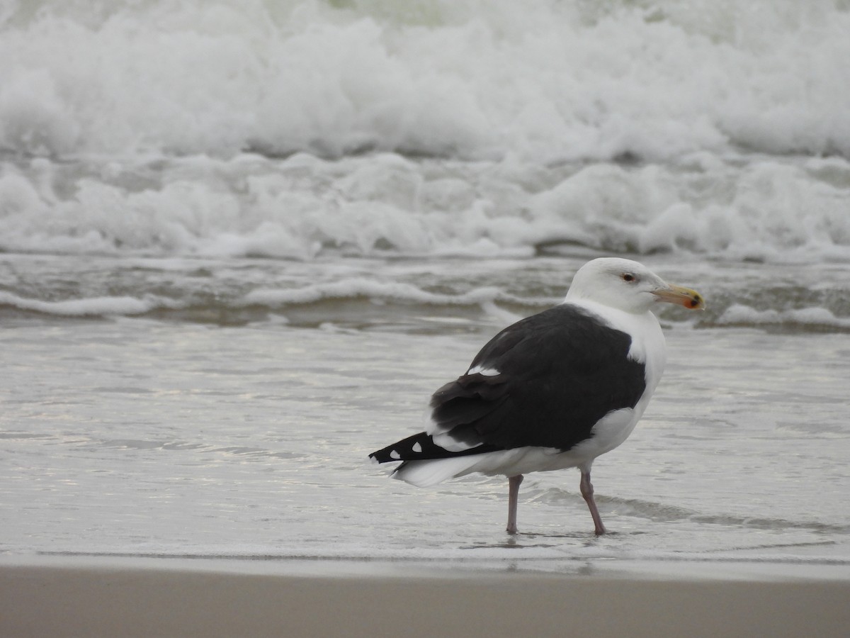 Мартин морський - ML646941341