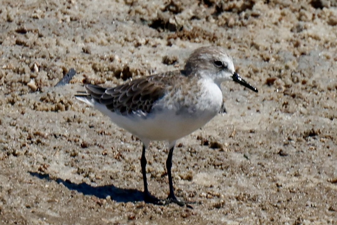 Little Stint - ML646941343