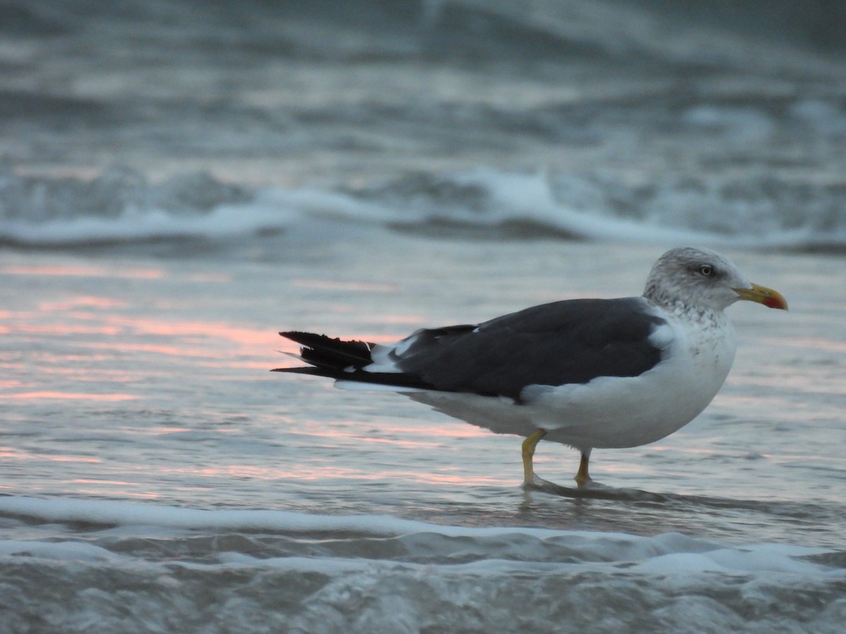 ニシセグロカモメ - ML646941346