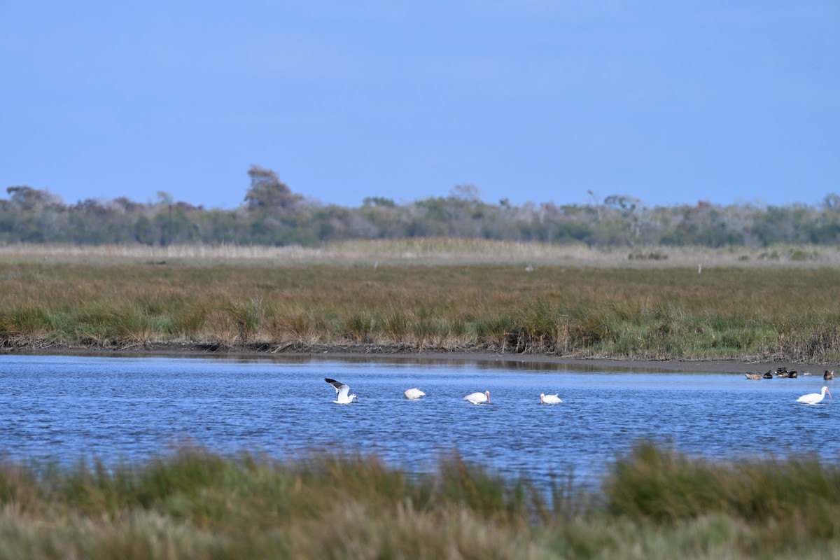 White Ibis - ML646941350