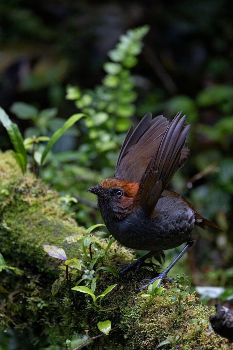 Chestnut-naped Antpitta - ML646941362