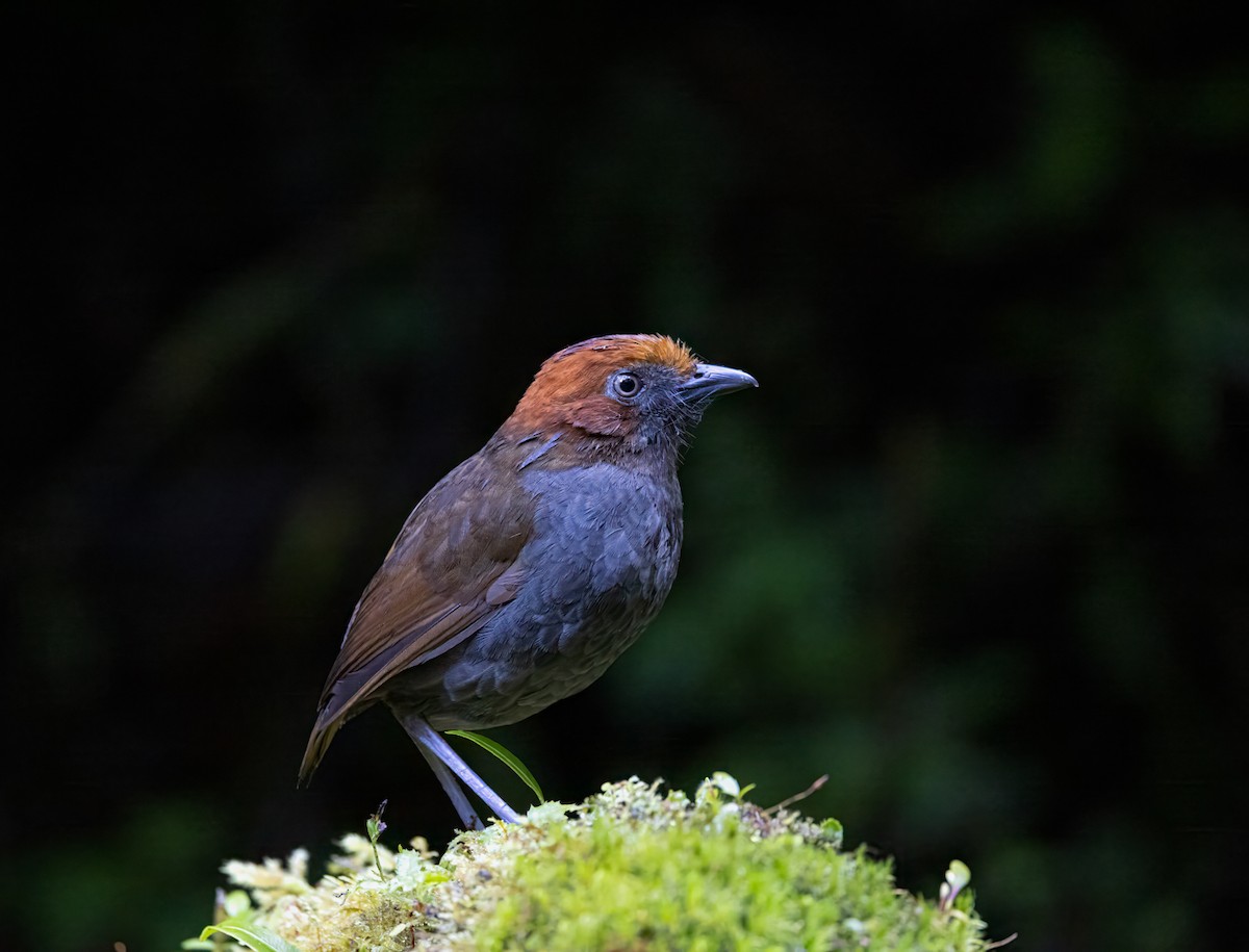 Chestnut-naped Antpitta - ML646941363