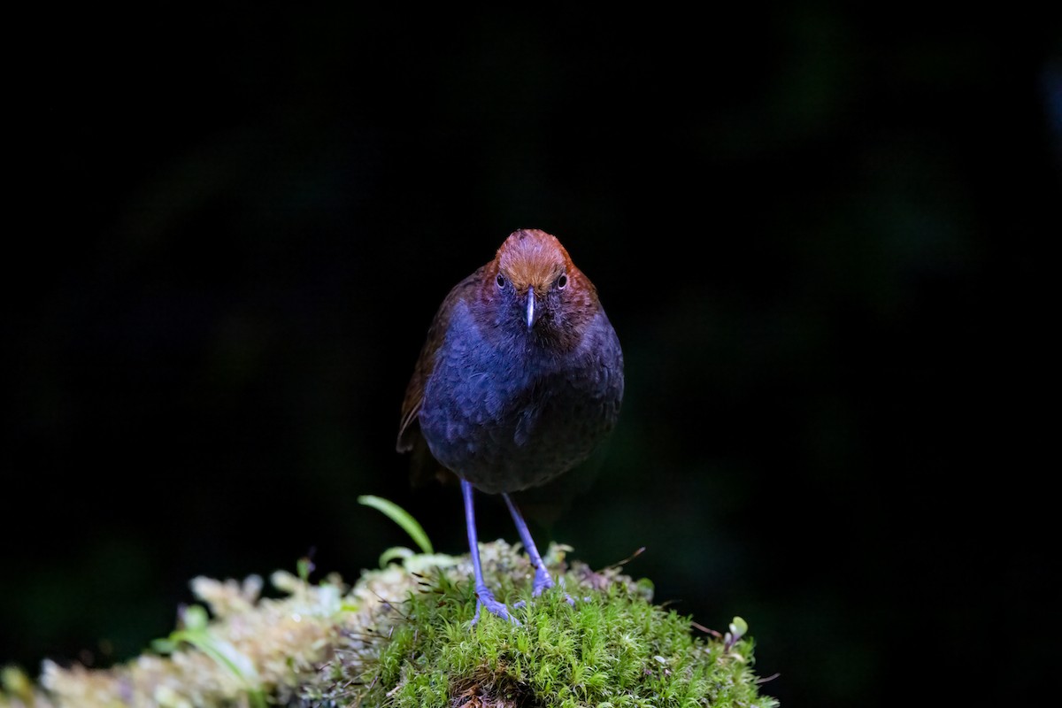 Chestnut-naped Antpitta - ML646941364