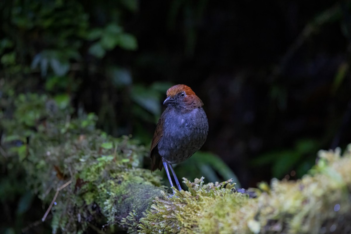 Chestnut-naped Antpitta - ML646941365