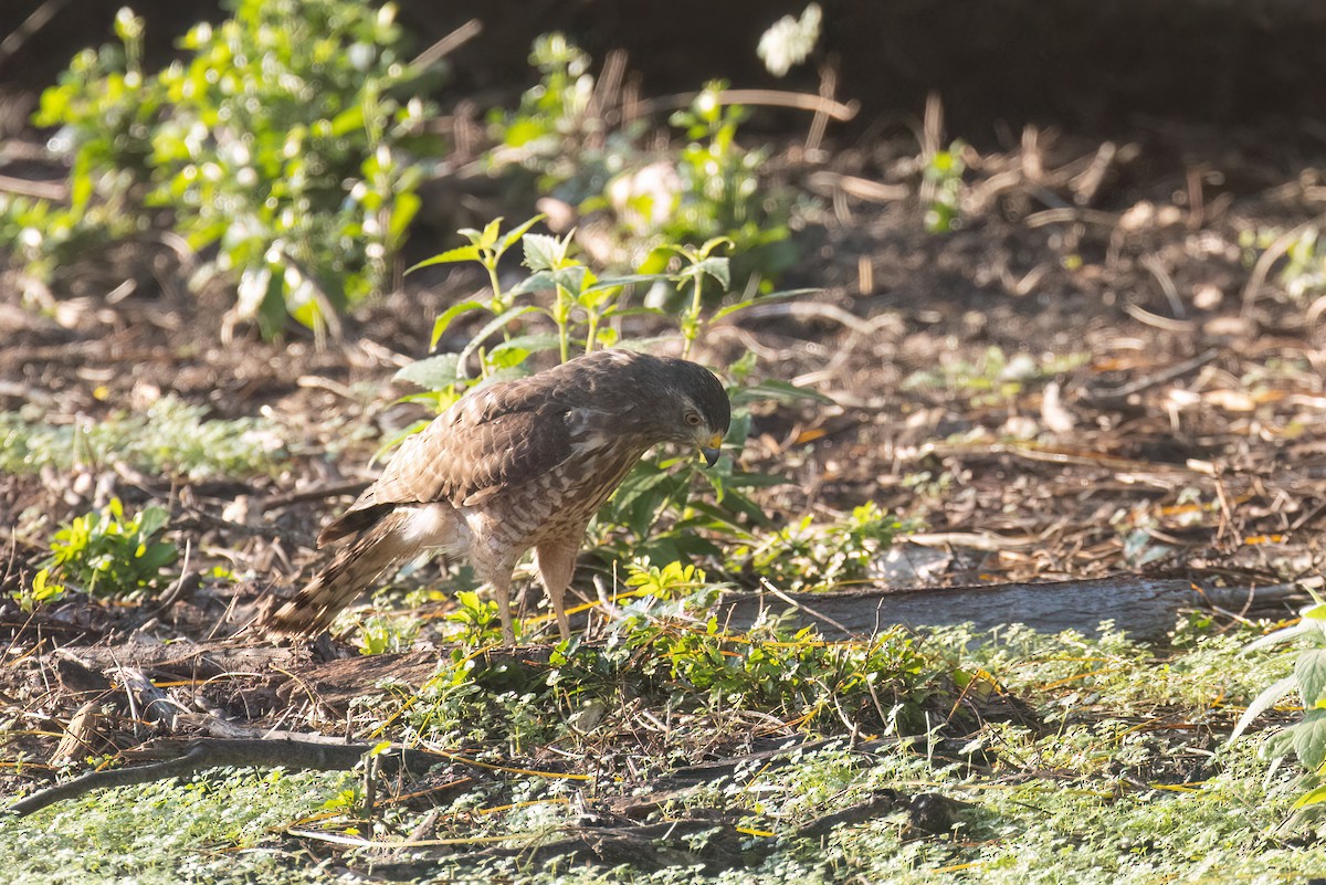 Roadside Hawk - ML646941366
