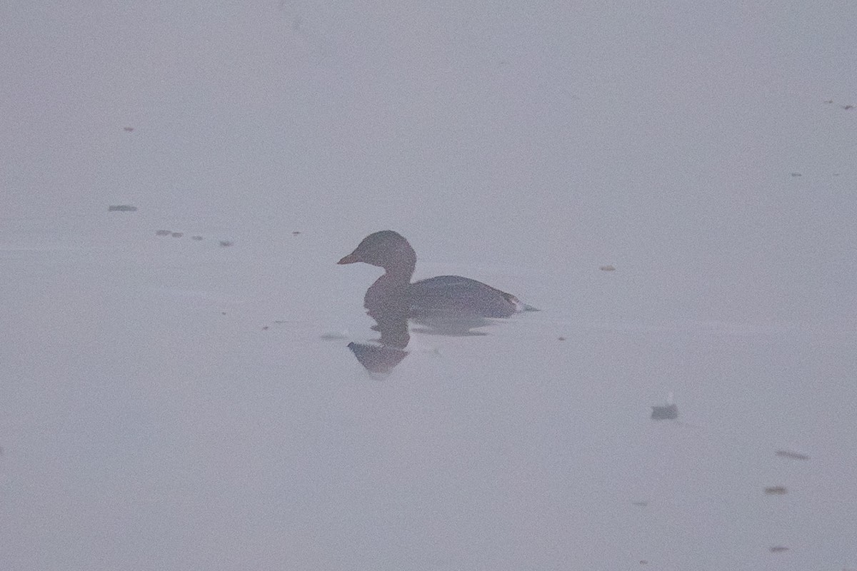 Red-necked Grebe - ML646941380