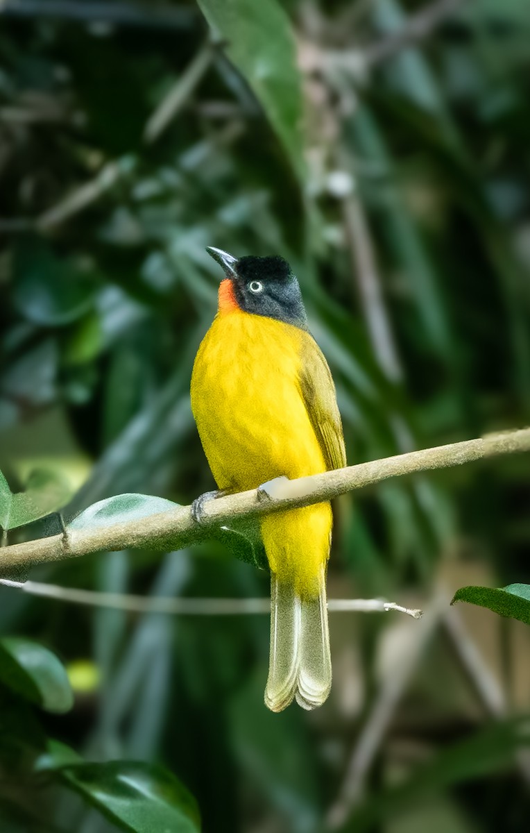 Flame-throated Bulbul - ML646941387
