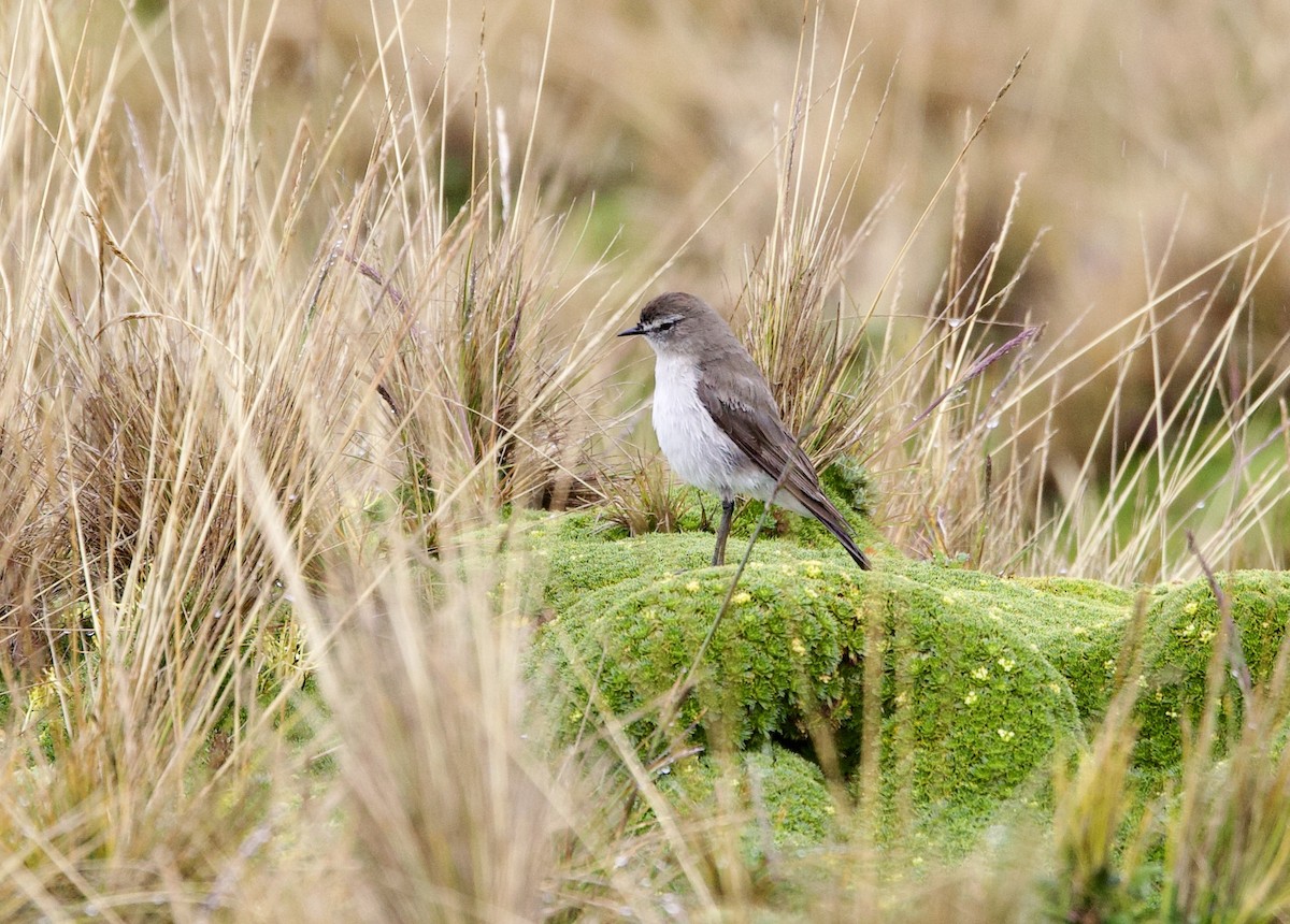 Plain-capped Ground-Tyrant - ML646941390