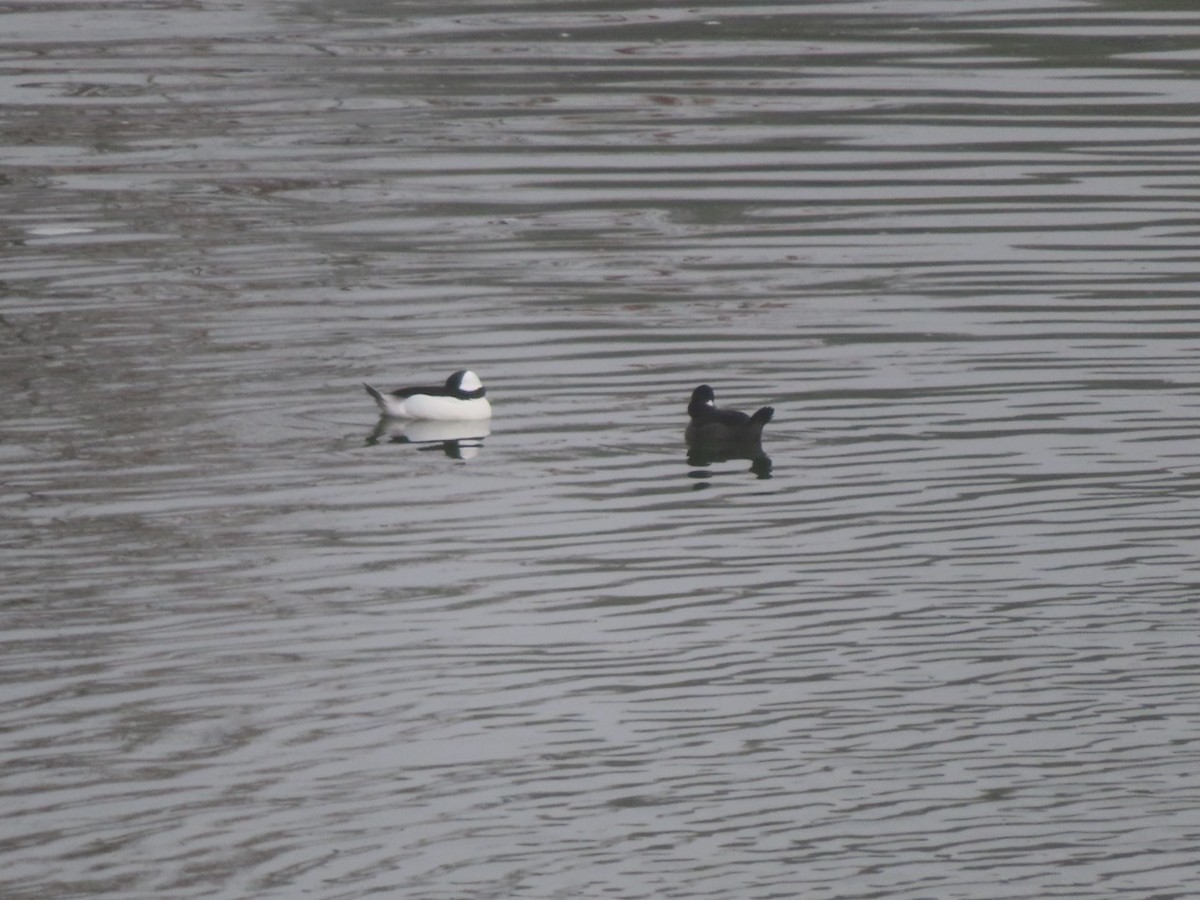 Bufflehead - ML646941397