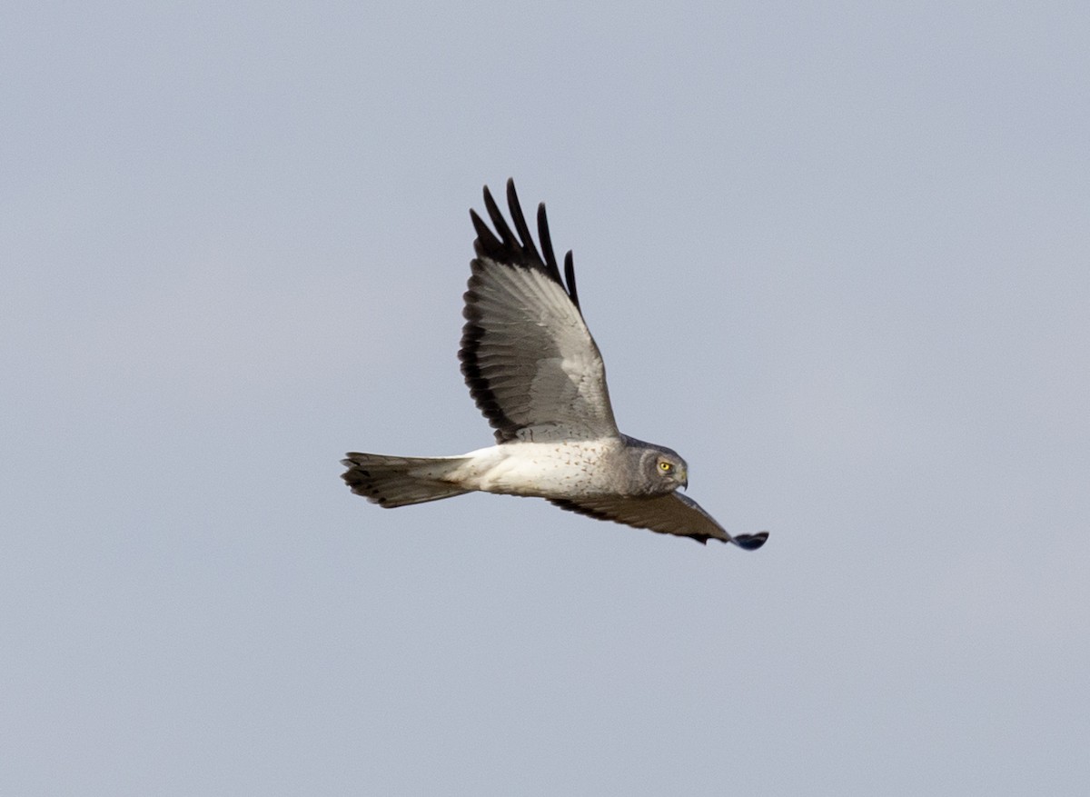 Northern Harrier - ML646941399