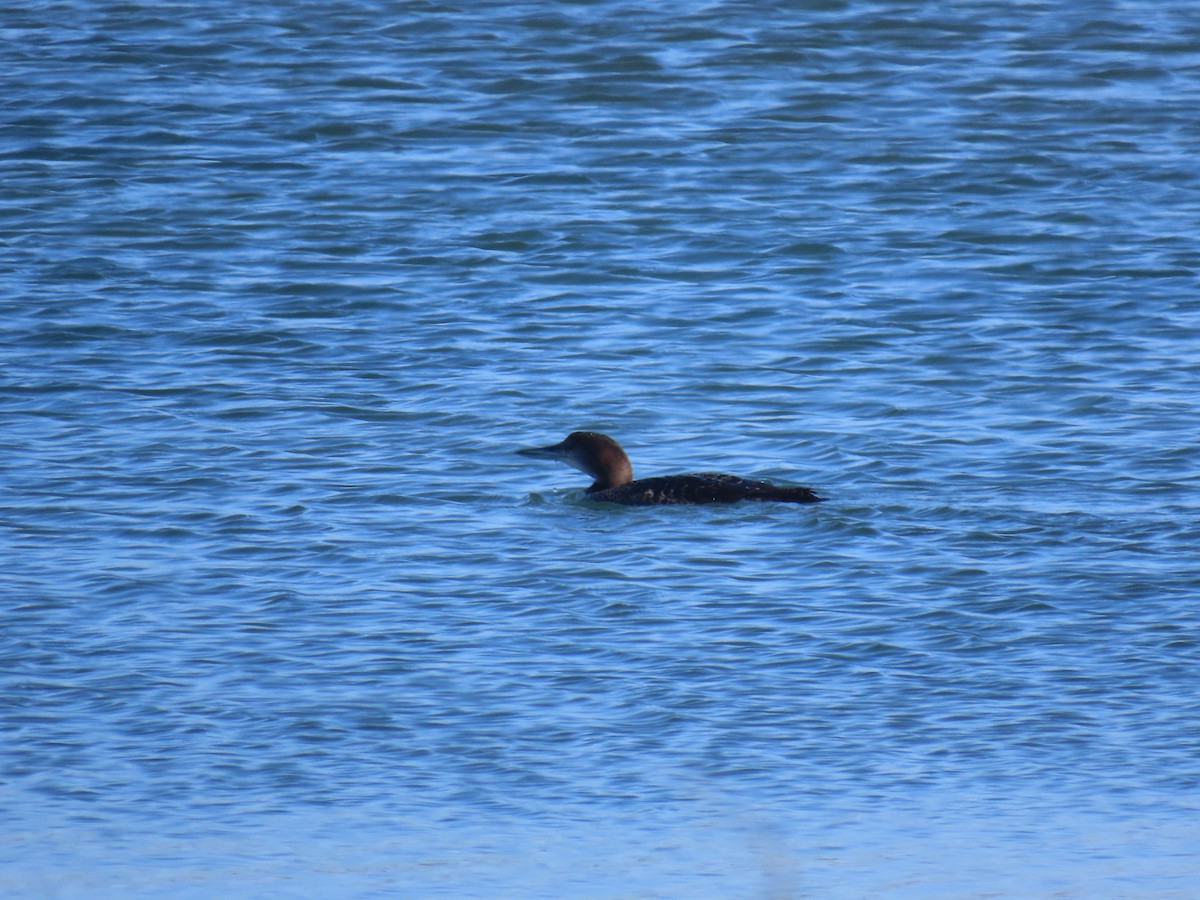 Common Loon - ML646941401