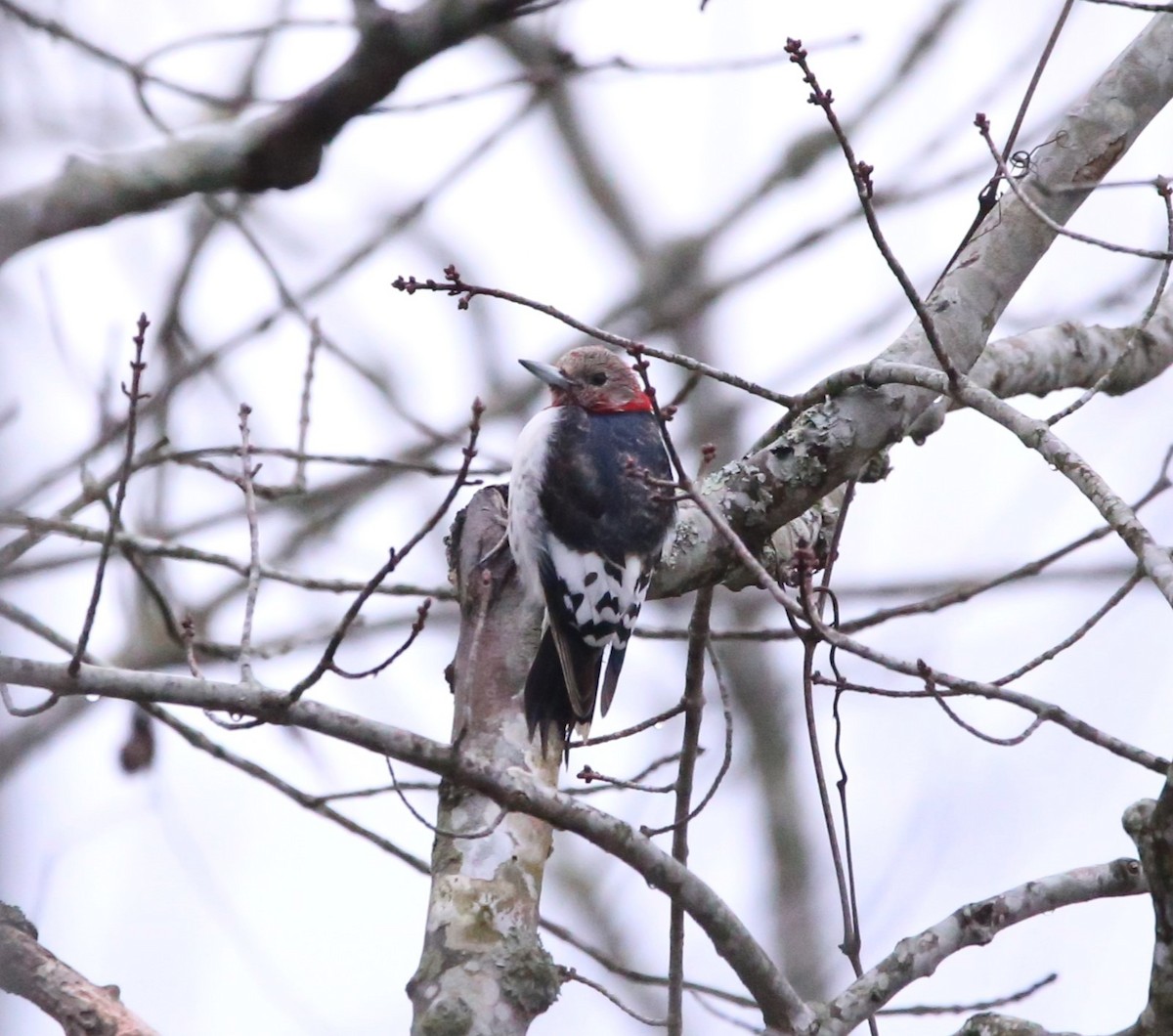 Red-headed Woodpecker - ML646941402