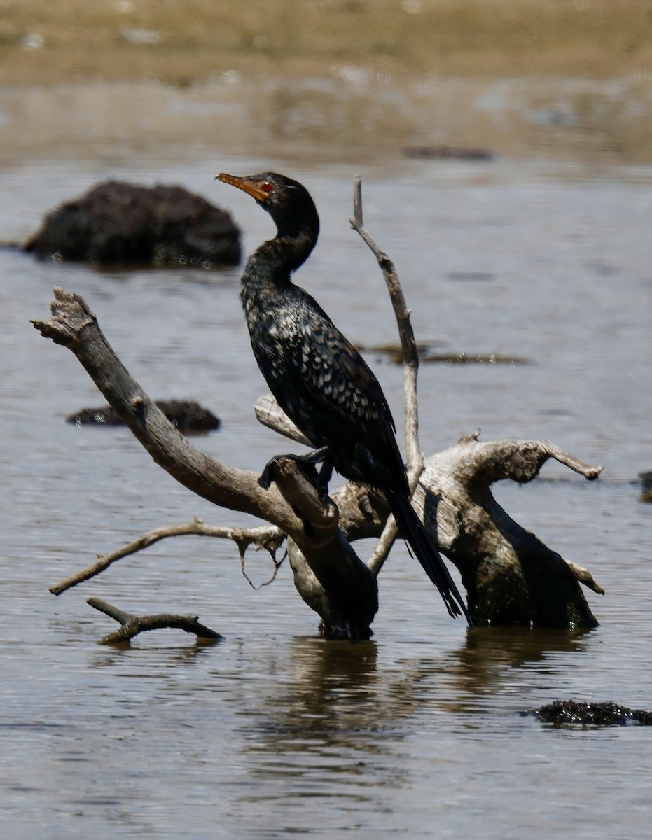 kormorán dlouhoocasý - ML646941403