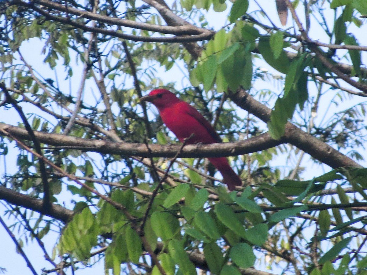 Алая пиранга - ML646941404