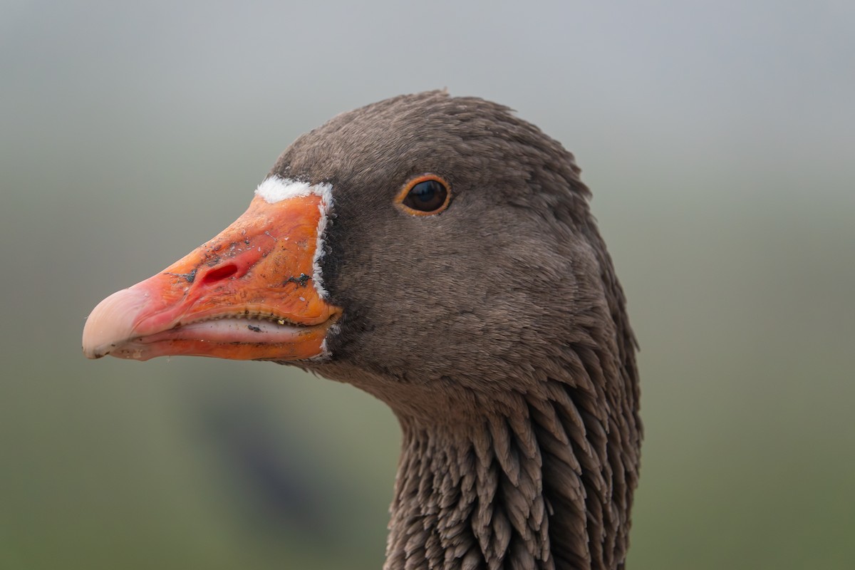 Серый гусь - ML646941405