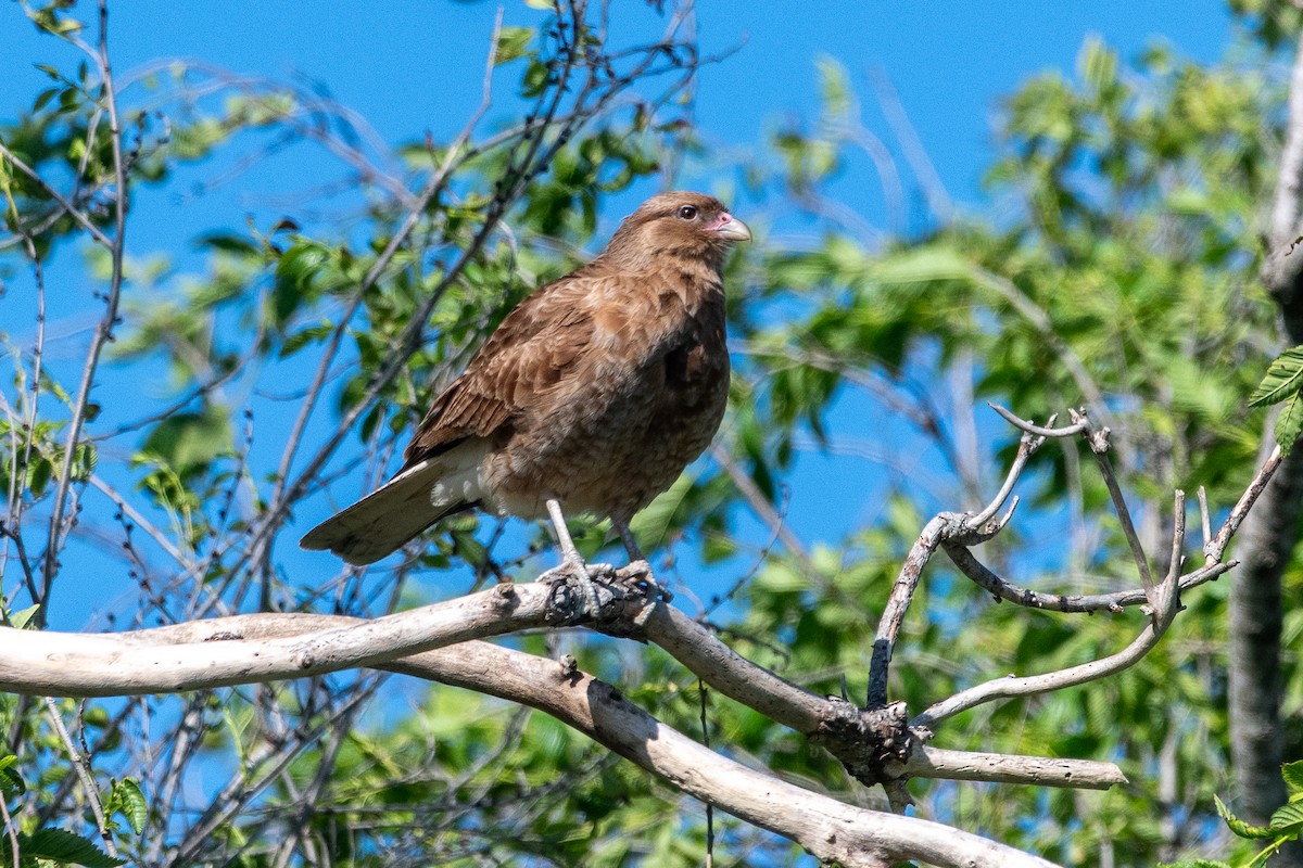 Chimango Caracara - ML646941406